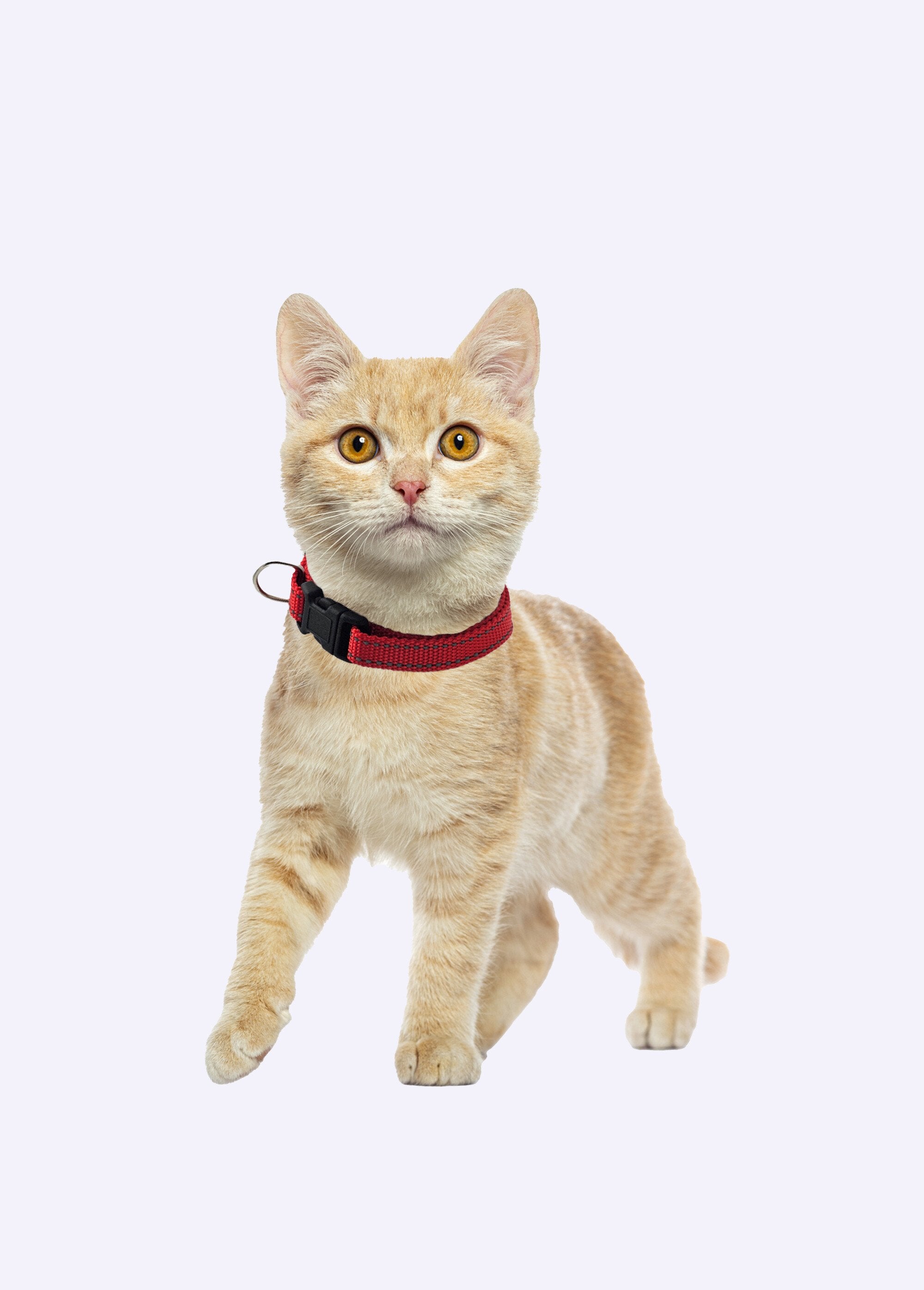 Coleira_refletiva_para_animais_de_estimação_Rouge_DE1_slim