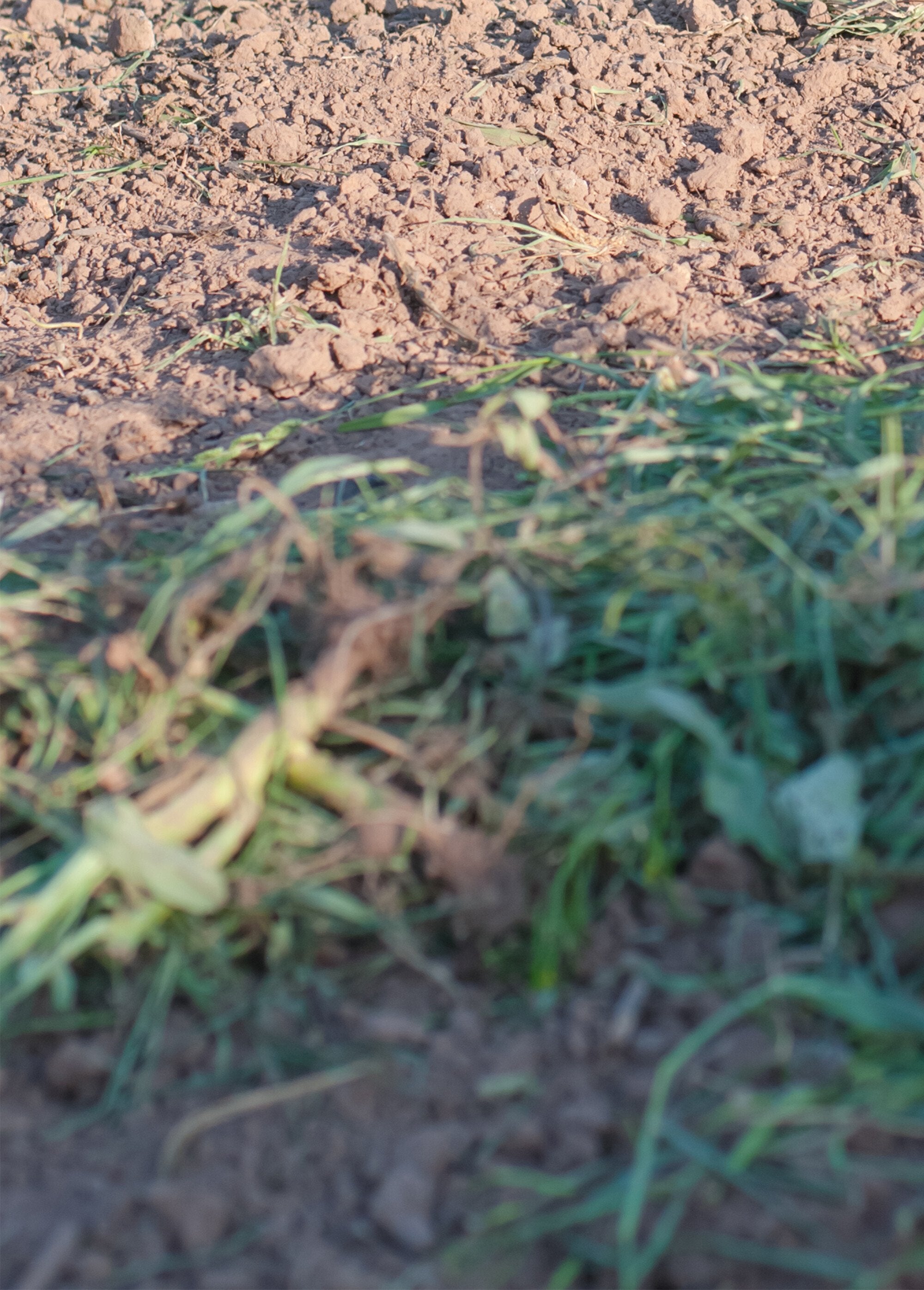 Garra_de_jardim_em_aço_inoxidável_com_pega_ergonómica_Gris_et_jaune_DE1_slim